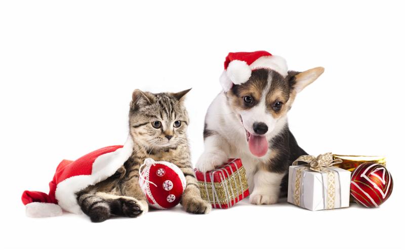 dog and cat and kitens wearing a santa hat