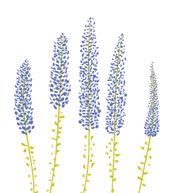 Primp Your Park flowers