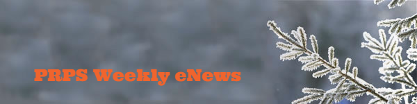 frosty-branches-header.jpg
