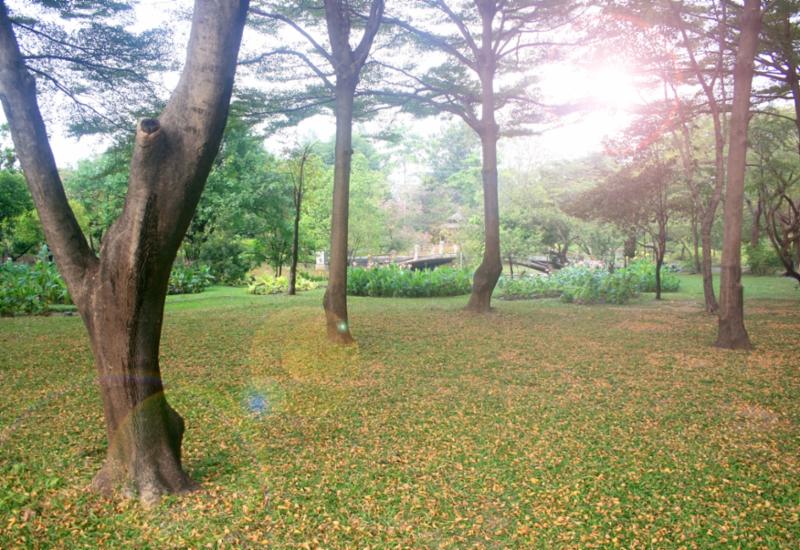 yellow_leaves_in_park.jpg