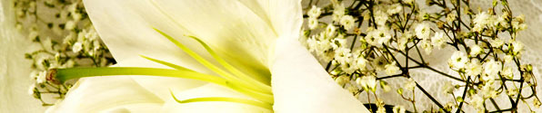 white-flowers-banner2.jpg