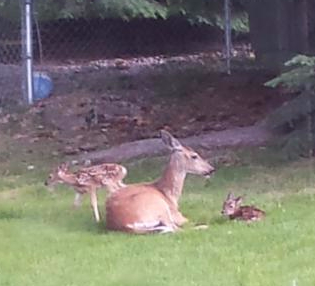 newborn fawns