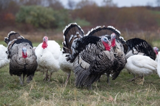 Heritage Breed Turkeys
