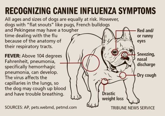 Canie Influenza symtoms