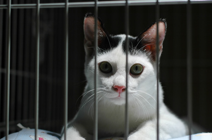 Fotolia cat in cage
