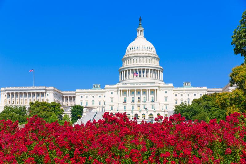 Capitol building Washington DC pink flowers garden USA congress US
