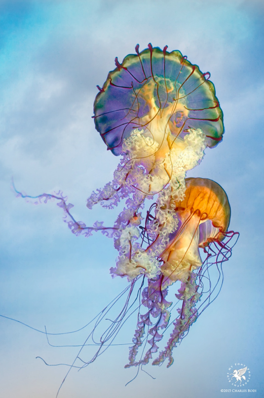 Special August Savings Offers from Daniels Energy