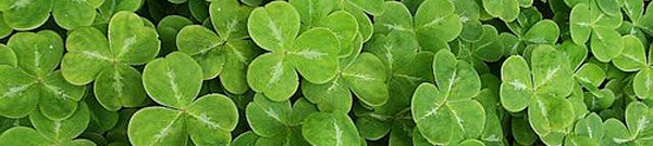 Shamrocks