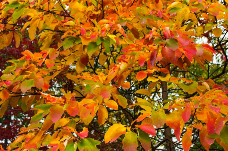 colorful_leaves_on_tree.jpg