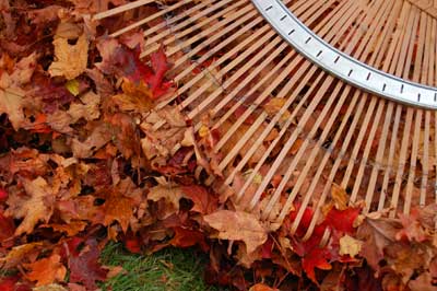 rake and leaves
