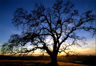 Silhouette of oak tree at sunrise