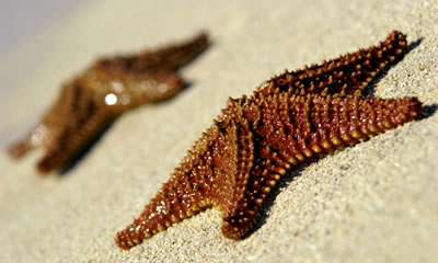 starfish.jpg