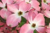 Close-up of pink dogwood blossoms