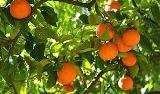 Oranges on a tree