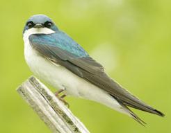 Perched tree swallow
