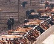 Cattle eating in a feedlot
