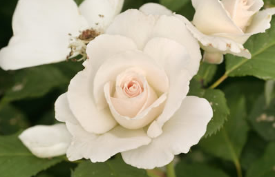 white-flower.jpg