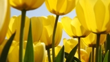 Close up of tulips