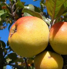 Apples on a tree