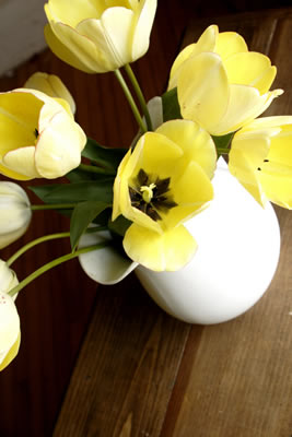 yellow-pitcher-flowers.jpg