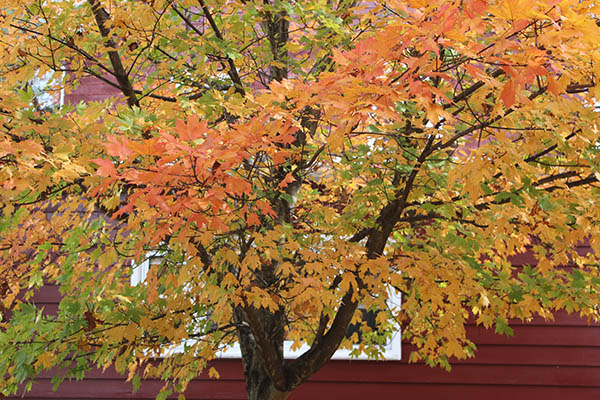 Leaves