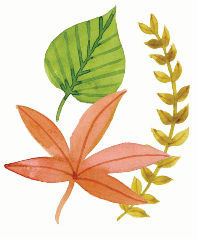 Leaves