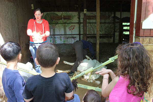 Shearing