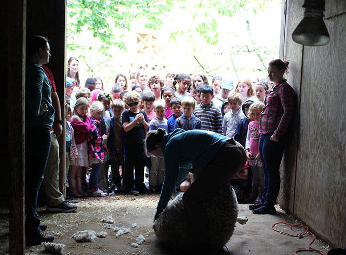 Sheep shearing