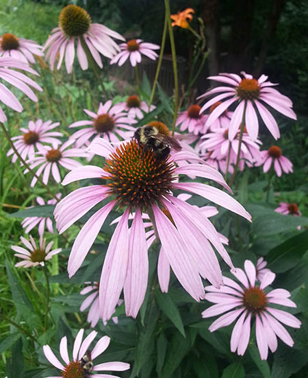 Bees