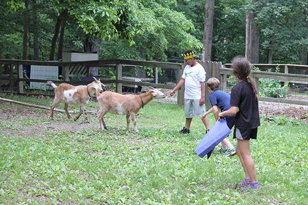 Goats