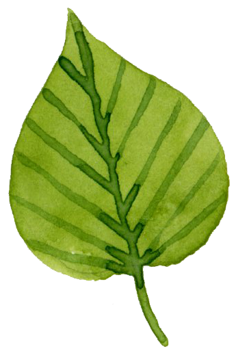 Leaf 2