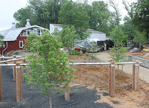 New trees