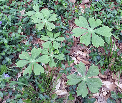 Mayapples