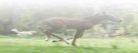 Colt Running