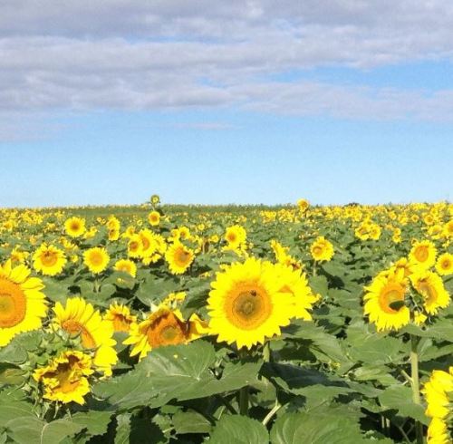 Sunflower field