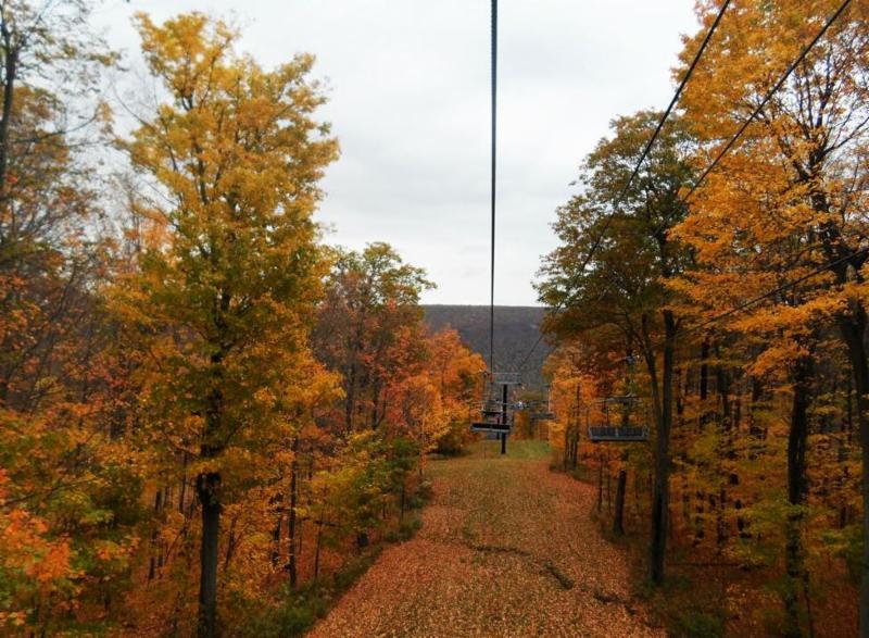 Colorful trees in fall
