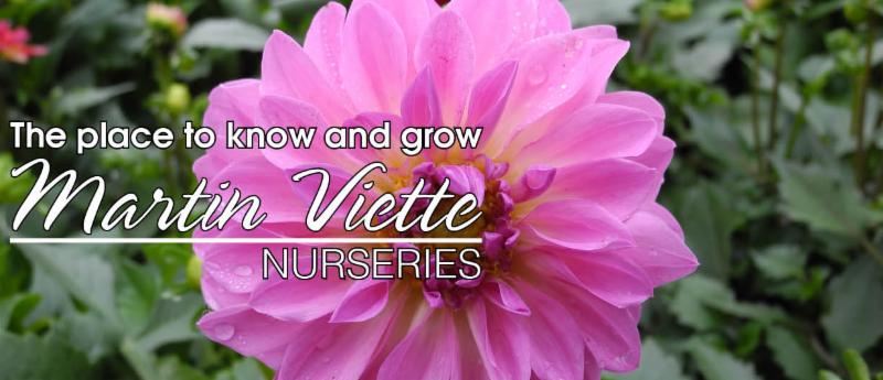 Martin Viette Nurseries