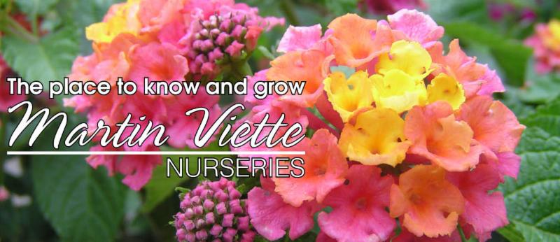 Martin Viette Nurseries