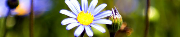 white-flower-banner2.jpg