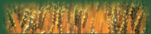 grain picture
