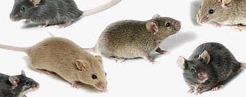 mice