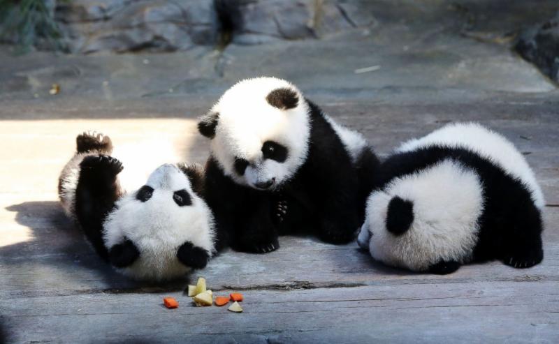 http://a.abcnews.com/images/Lifestyle/GTY_pandas_kab_141210_13x8_1600.jpg