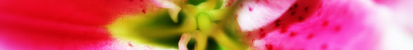 flower-marco-banner.jpg