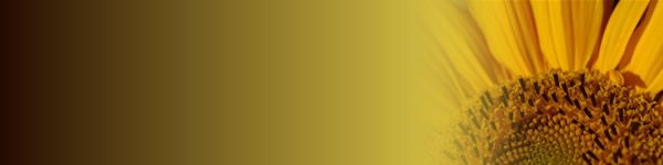sunflower-header.jpg