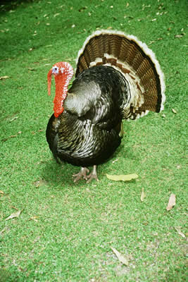 turkey.jpg