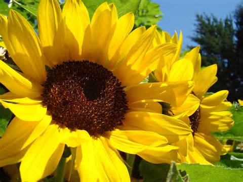 sunflower