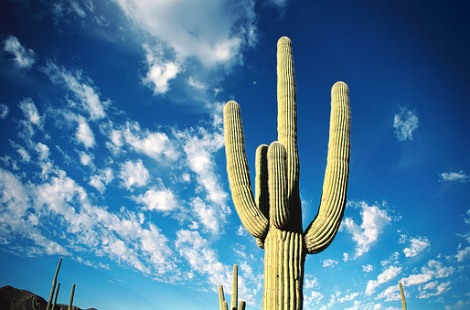 cactus.jpg