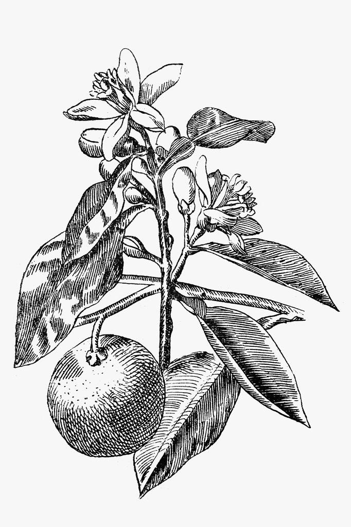 plant.jpg