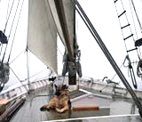 Pets on Board Winner 2014