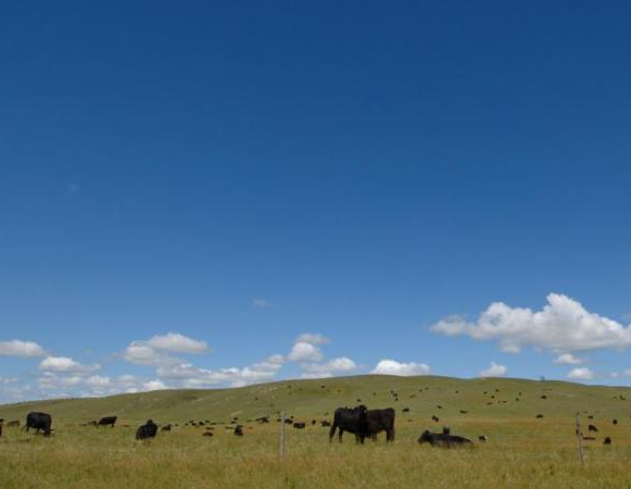 cattle